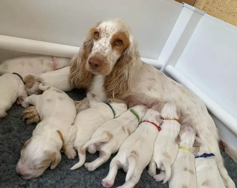 Understanding and Managing Mastitis in Nursing Mother Dogs