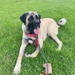 Why Does My Dog Eat Grass? Unraveling the Mystery Behind a Common ...