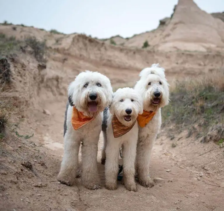 Why Does My Dog Smell So Bad? Understanding the Causes and Solutions