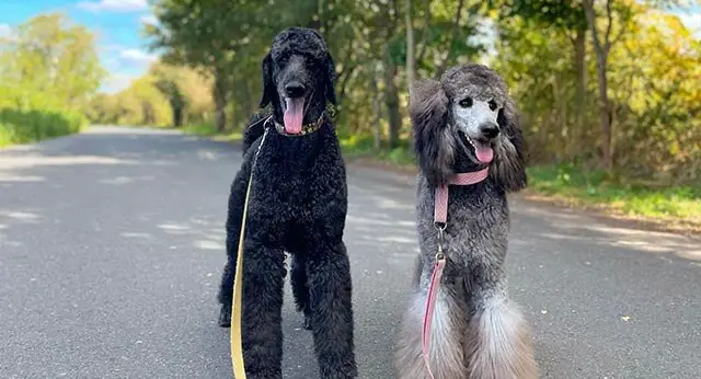 Picture of Why Does My Dog Smell So Bad? Understanding the Causes and Solutions ...