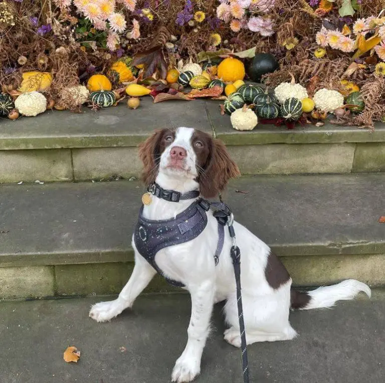 Can Dogs Eat Marshmallows? Understanding the Risks and Precautions