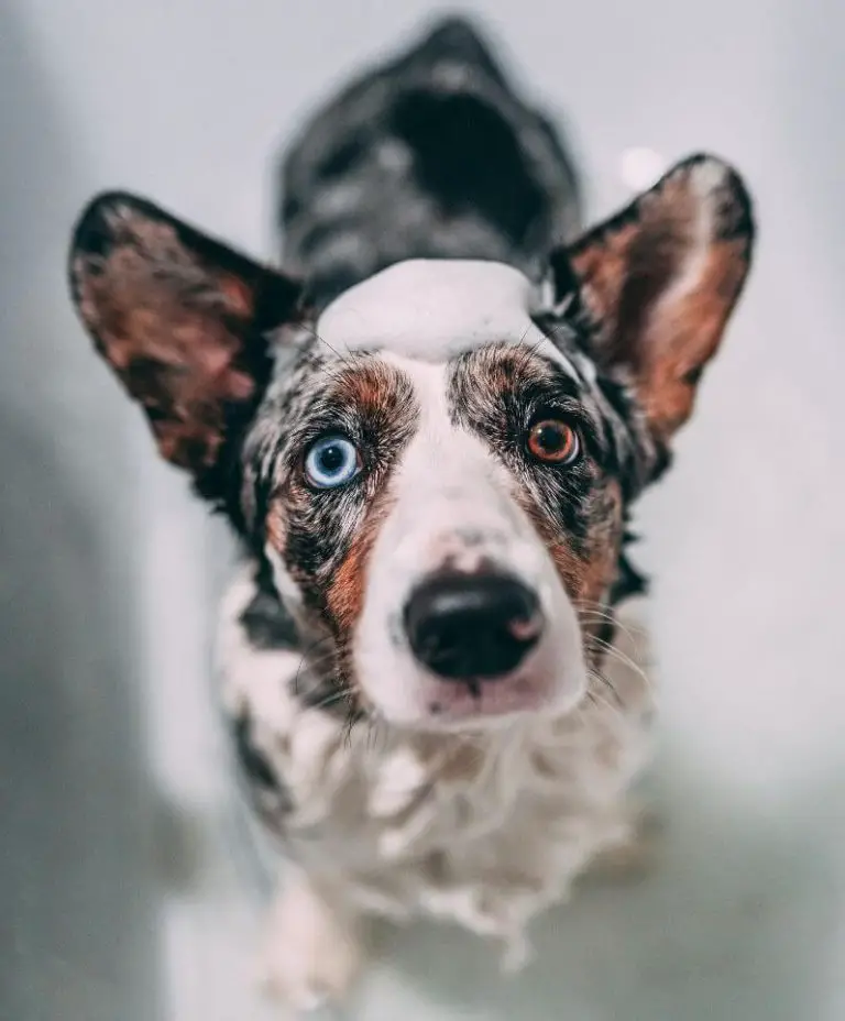 Can You Use Human Shampoo on Dogs? Understanding the Risks and Safe