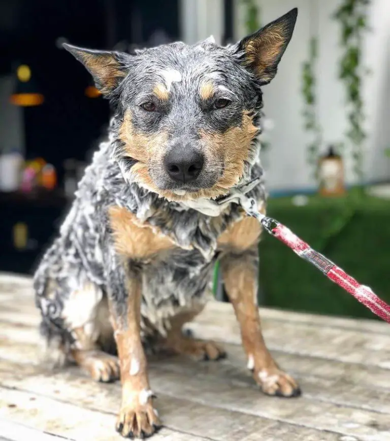 Can You Use Human Shampoo on Dogs? Understanding the Risks and Safe