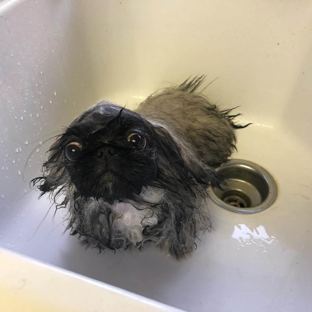 Can You Use Human Shampoo on Dogs? Understanding the Risks and Safe