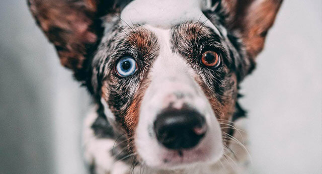 Picture of Can You Use Human Shampoo on Dogs? Understanding the Risks and Safe ...
