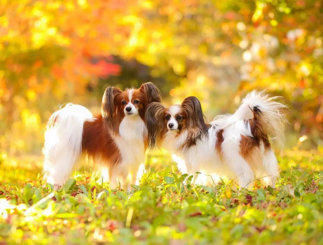 Dog Allergies Symptoms and Treatment