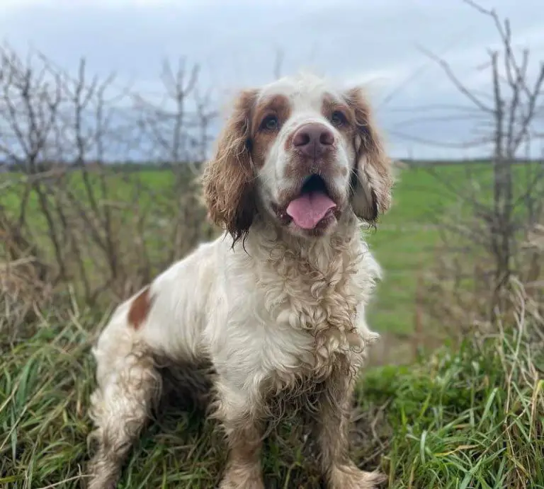 Dog Coughing Causes and Treatment Options Explained