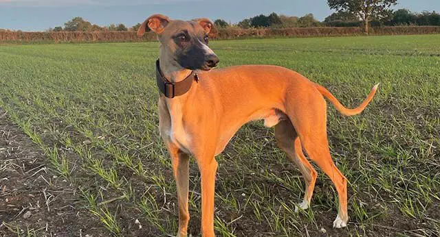 Dogs Eating Cicadas: Tasty Treat or Trouble? - ilovedogscute.com