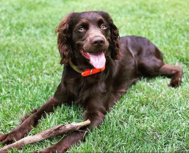 10 Fun Facts About Boykin Spaniels