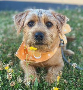 10 Fun Facts About Norfolk Terriers - ilovedogscute.com