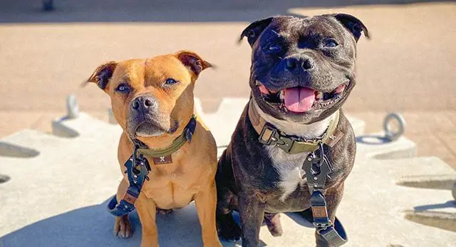 How Hot Is Too Hot? Understanding Heatstroke in Dogs ilovedogscute com