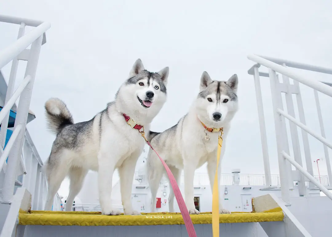 How to Make Vet Visits (Almost) StressFree for Your Dog A