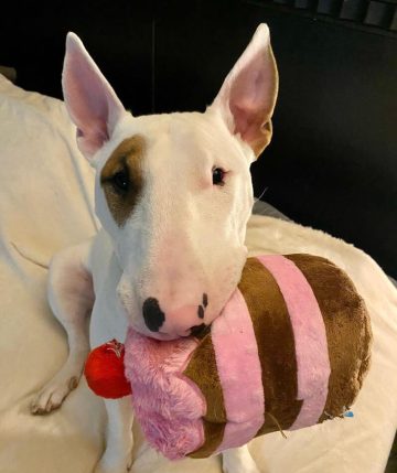 Is Your Dog Showing These Scary Ringworm Symptoms Dont Ignore - j245iwc