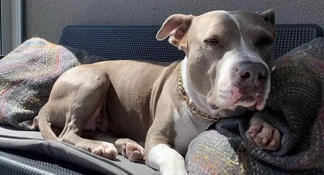 My Dog Had Ringworm The Terrifying Symptoms I Almost Missed - rn6lbou