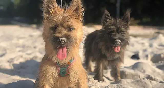 what-if-my-dog-eats-sand-understanding-the-dangers-of-sand-ingestion