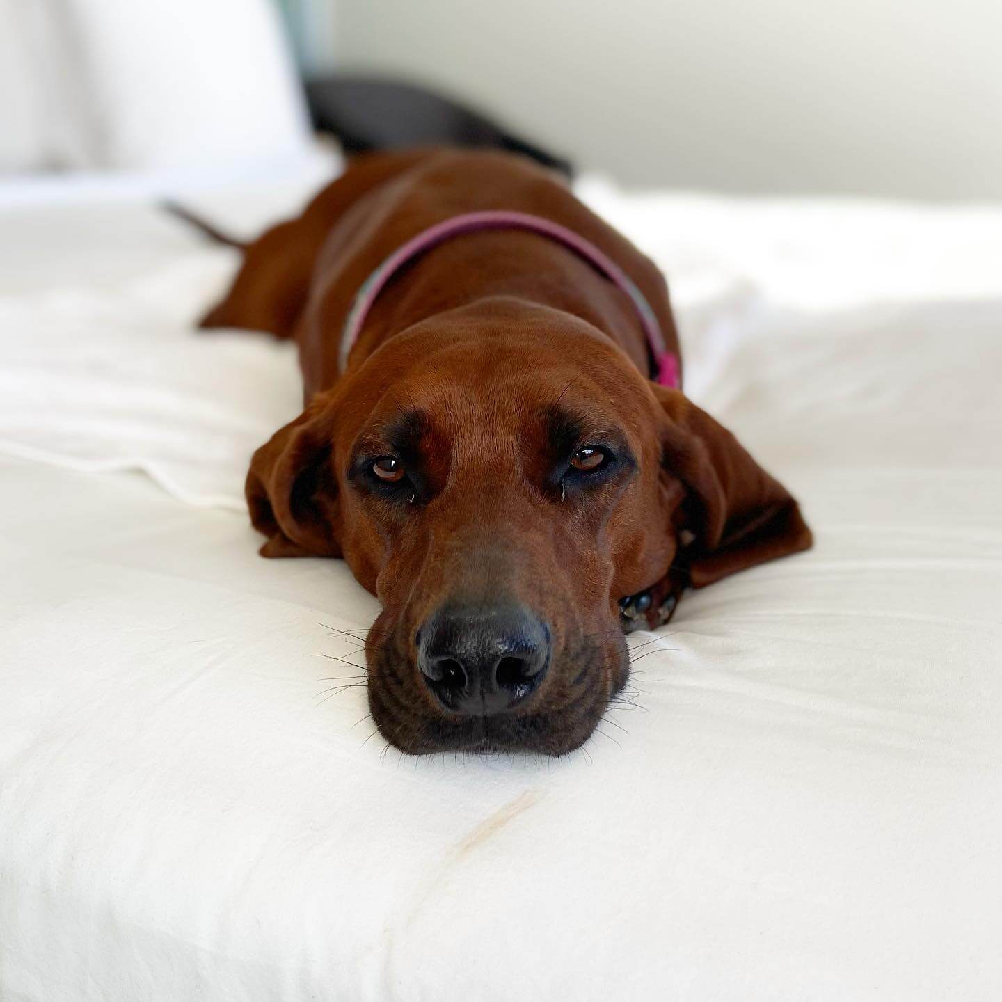 What You Need to Know About Giardia in Dogs