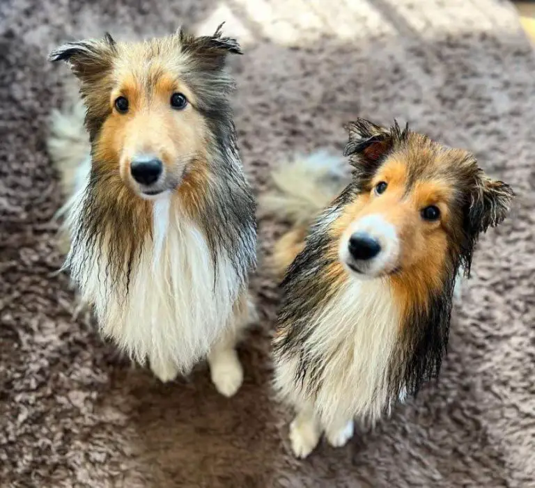 Why Do Wet Dogs Smell So Bad? Understanding the Science Behind the