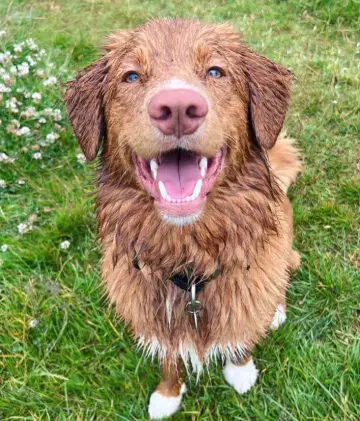 Why Do Wet Dogs Smell So Bad? Understanding the Science Behind the