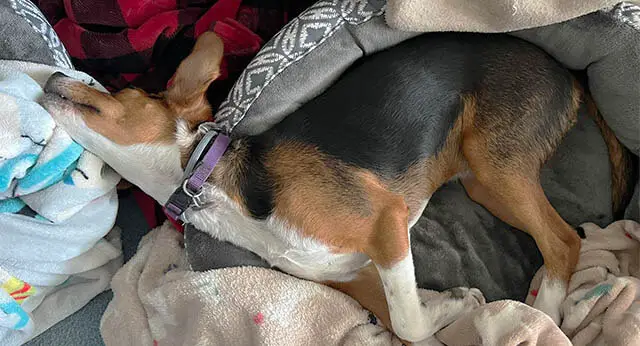 15 Funny Pictures Of Sleeping Beagles - ilovedogscute.com