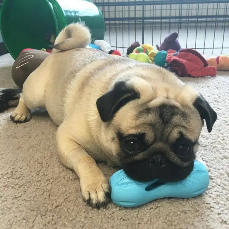 Are Rawhide Chews Dangerous for Dogs? Weighing the Risks and Benefits