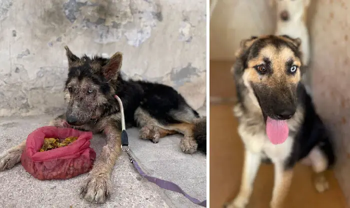 10 Heartwarming Pictures Of Dogs Before And After Adoption ...