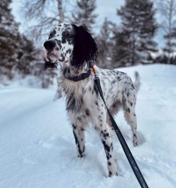 Picture of Can Dogs Get Frostbite? Understanding Risks and Prevention ...
