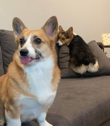 15 Funny Pictures Of Corgis With Their Tongues Out - ilovedogscute.com