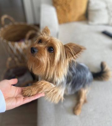 Decoding Canine Behavior: Why Does My Dog Lick Their Paws