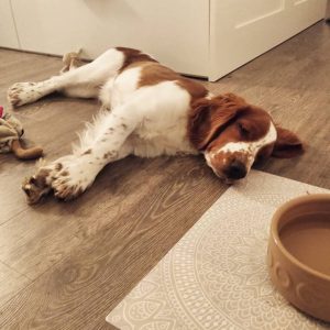 Decoding Canine Behavior: Why Does My Dog Lick Their Paws