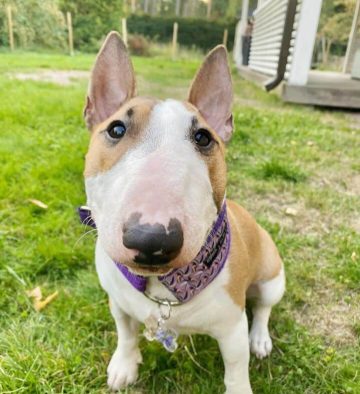 Decoding Canine Behavior: Why Does My Dog Lick Their Paws