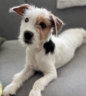 10 Fun Facts About Parson Russell Terriers - ilovedogscute.com