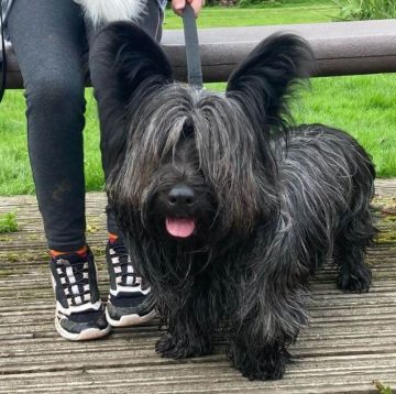 10 Fun Facts About Skye Terriers - ilovedogscute.com