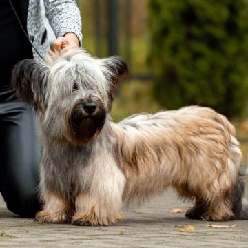 10 Fun Facts About Skye Terriers - ilovedogscute.com