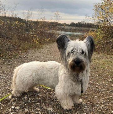 10 Fun Facts About Skye Terriers - ilovedogscute.com