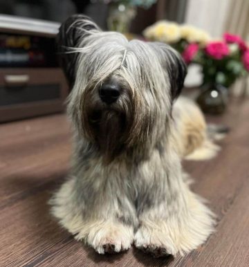 10 Fun Facts About Skye Terriers - ilovedogscute.com