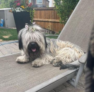 10 Fun Facts About Skye Terriers - ilovedogscute.com