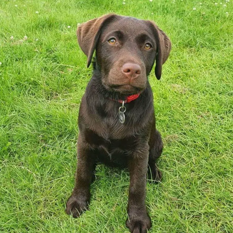 How to Groom a Labrador Retriever A Comprehensive Guide to Keeping