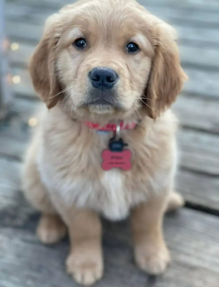How to Train a Golden Retriever Puppy A Comprehensive Timeline and