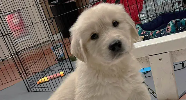 How to Train a Golden Retriever Puppy: A Comprehensive Timeline and ...