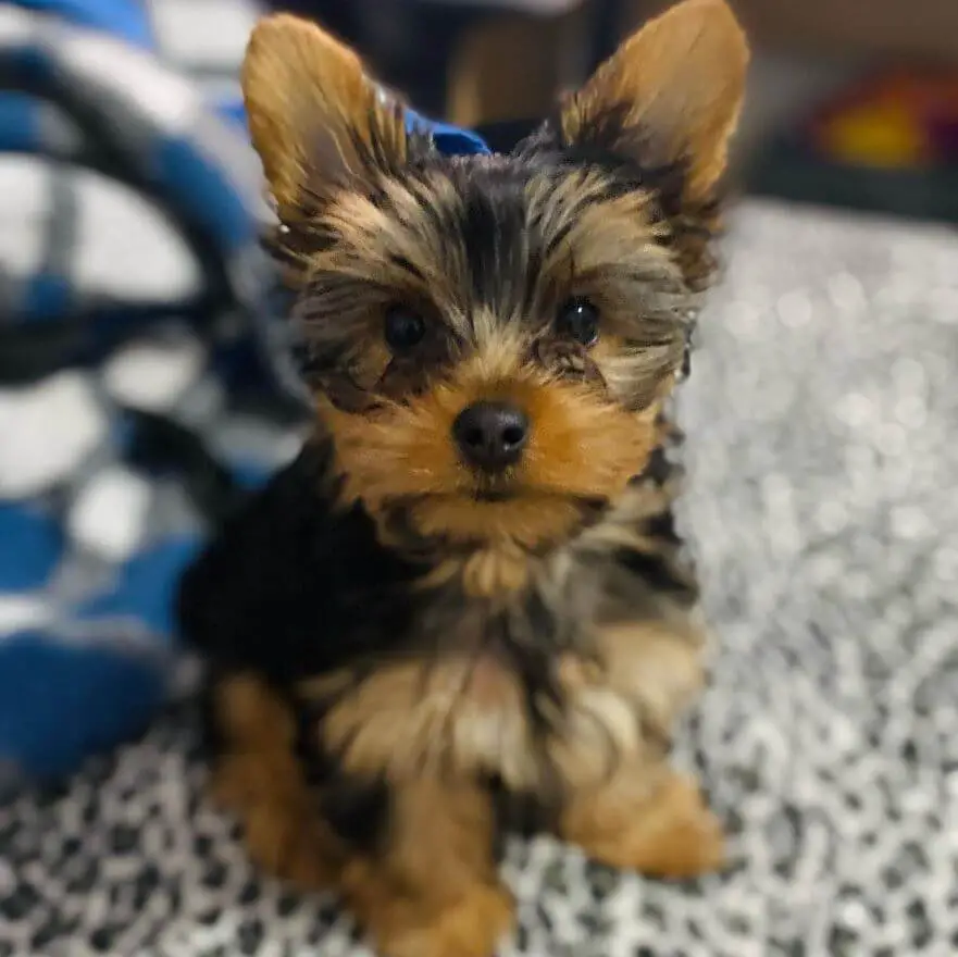 How to Train a Yorkshire Terrier Puppy: A Step-by-Step Timeline and ...