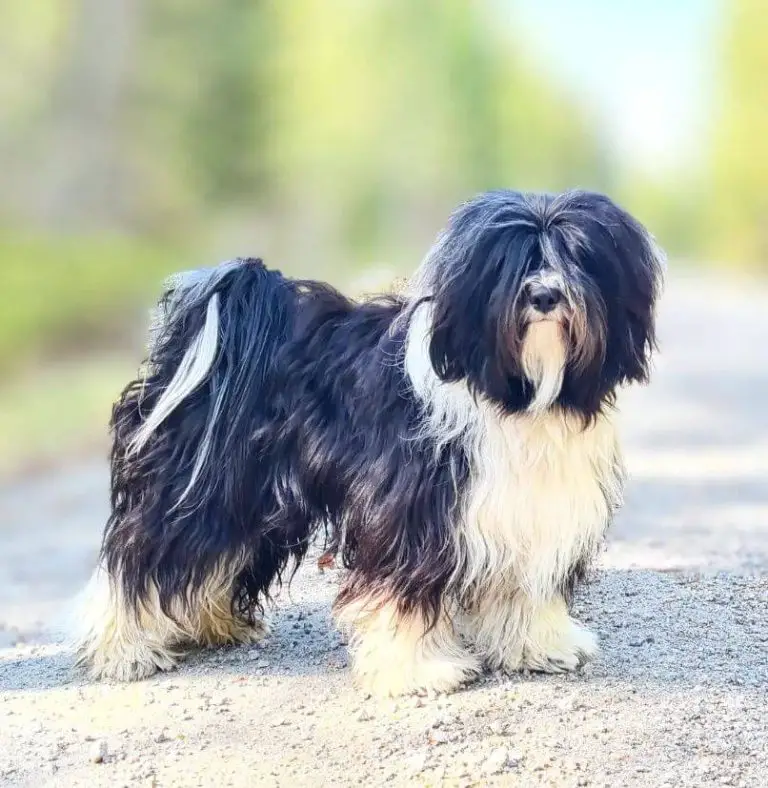 Is It OK to Shave Your Dog’s Coat in Summer? Debunking Myths and