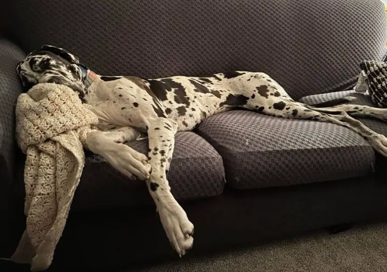 15 Funny Pictures Of Sleeping Great Danes