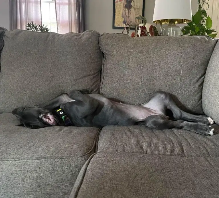 15 Funny Pictures Of Sleeping Great Danes