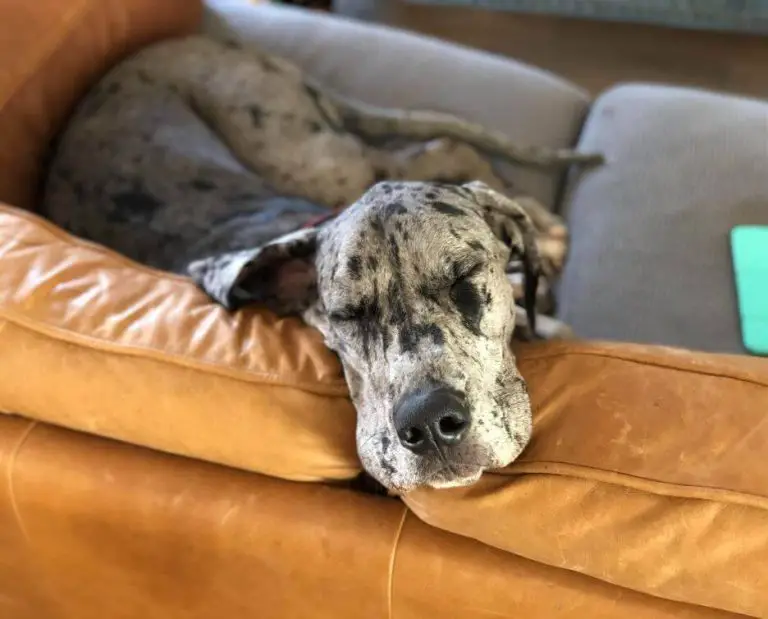 15-funny-pictures-of-sleeping-great-danes-ilovedogscute