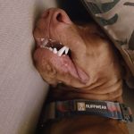 15 Funny Pictures Of Vizsla Teefs - ilovedogscute.com