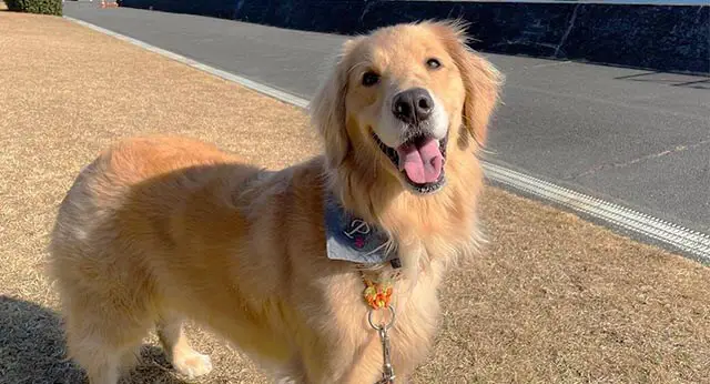 weather-s-impact-on-your-dog-s-mood-understanding-the-connection