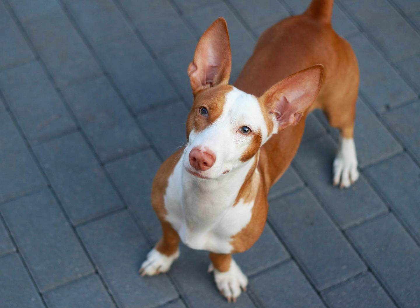Do Dogs Have Periods? Understanding Female Dog Reproductive Cycles