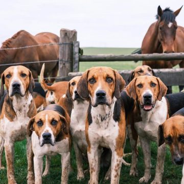 10 Fun Facts About English Foxhounds - ilovedogscute.com