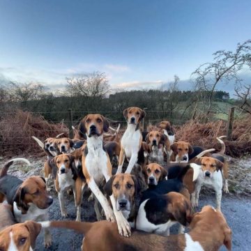 10 Fun Facts About English Foxhounds - ilovedogscute.com