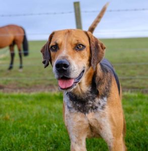 10 Fun Facts About English Foxhounds - ilovedogscute.com